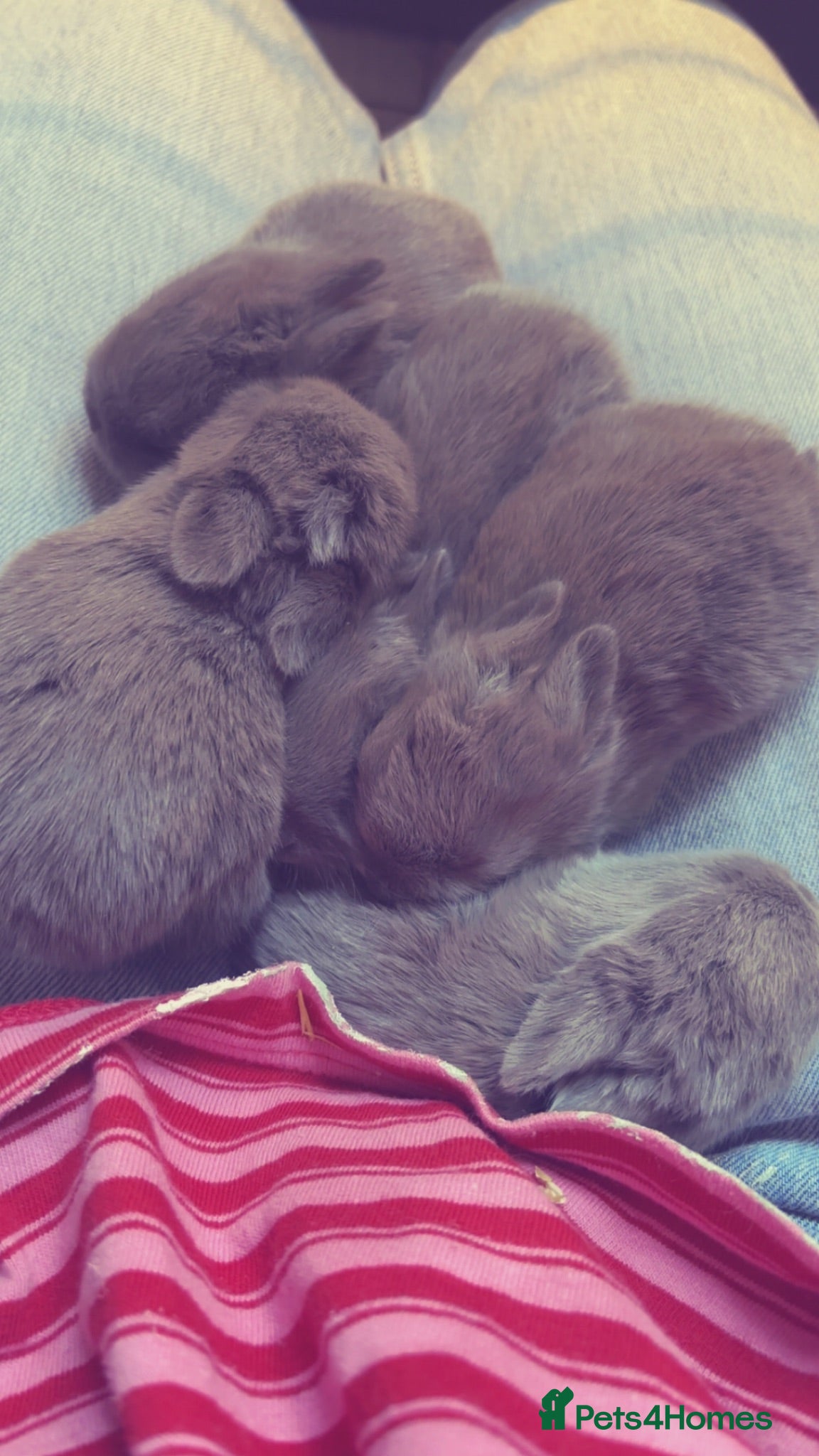 Netherland Dwarf rabbits  Gorgeous Pure bred netherland dwarf rabbits - Advert 1