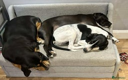 Mixed Breed cats for adoption: Lisbon - Sweetheart Dog with much love to give.  - Image 8