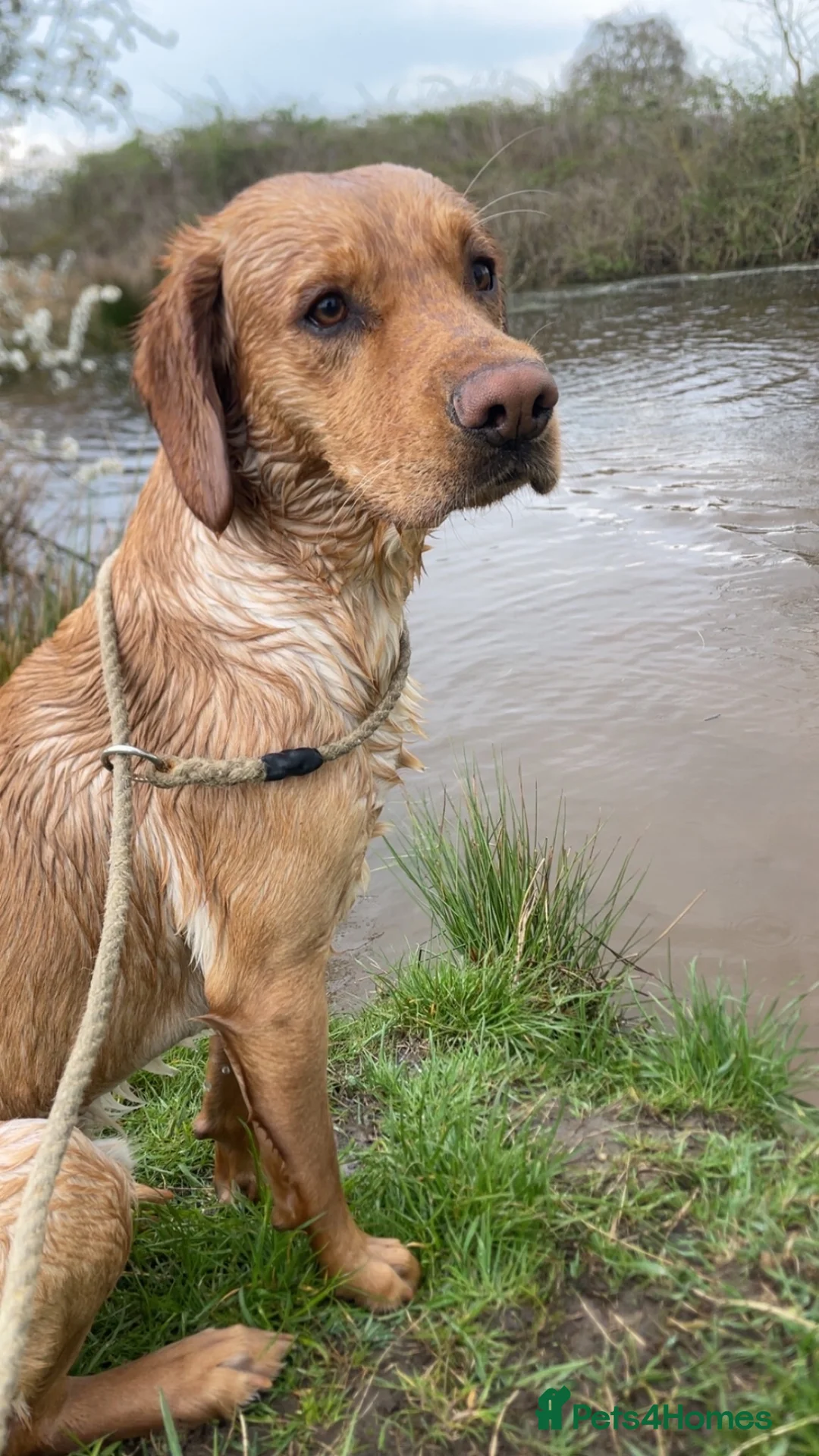 Cockerdor dogs for stud: Cockerdor stud dog. - Advert 2
