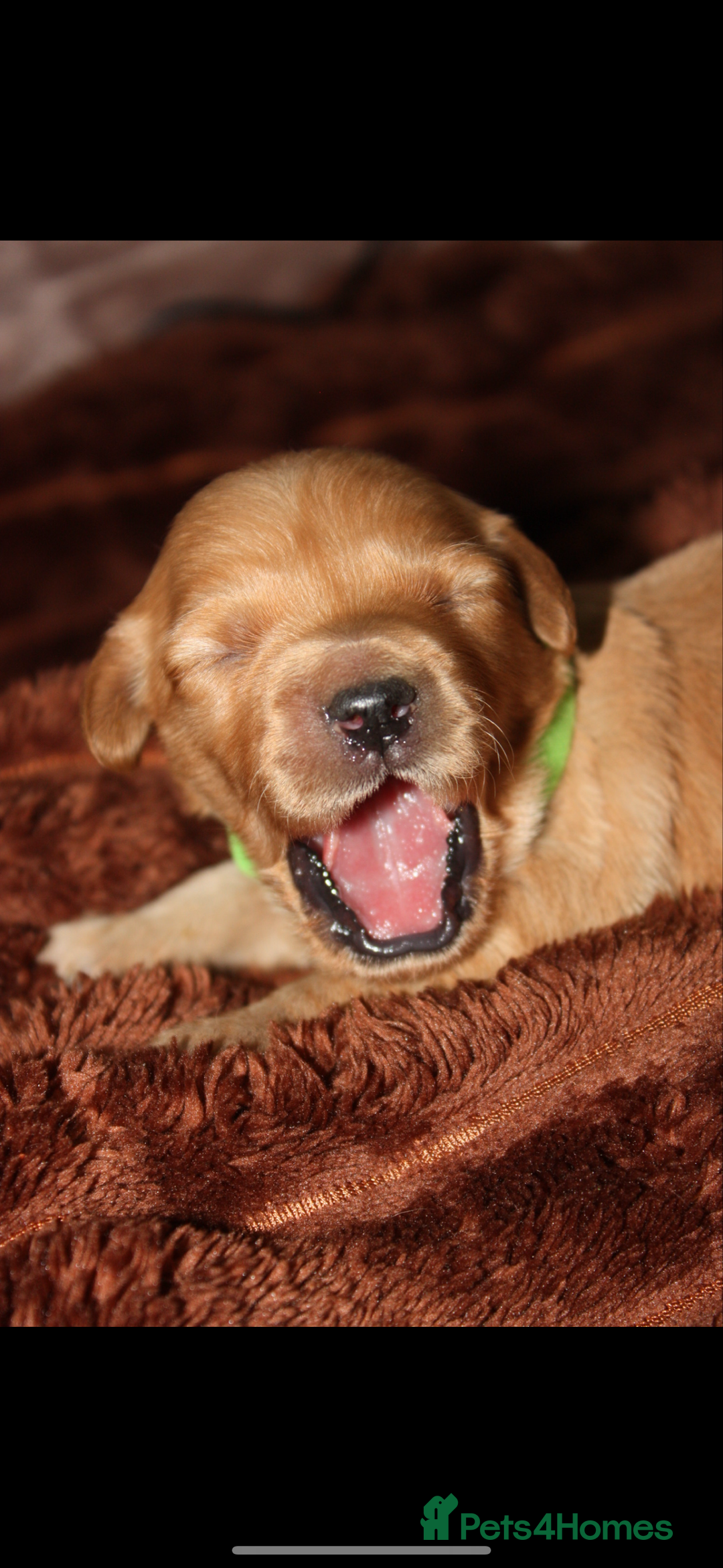 Goldendoodle dogs for sale: F1 Miniature goldendoodles  - Advert 16