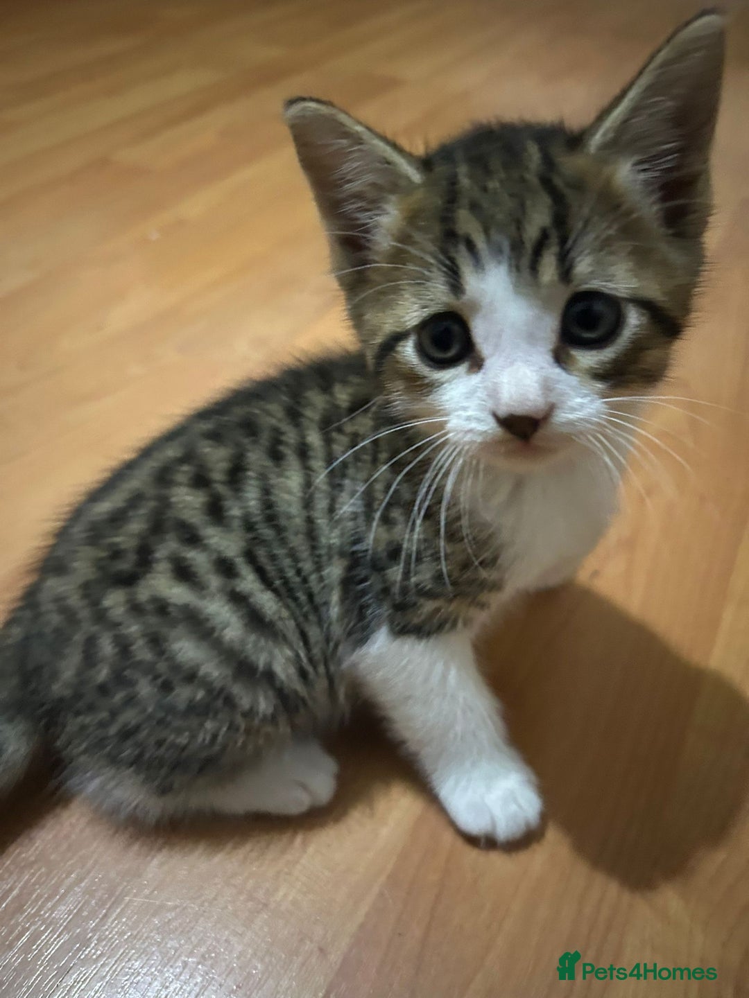 Mixed Breed cats for sale:  Adorable kitten will come with litter tray+food - Image 3