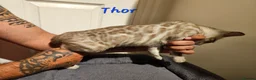 Bengal cats for sale: TICA registered bengal kittens - Advert 8