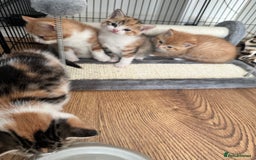 Domestic Shorthair cats for sale: 2 Male 2 female kittens for sale - Image 10