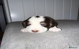 Sprocker dogs for sale: Sprocker puppies - Image 14