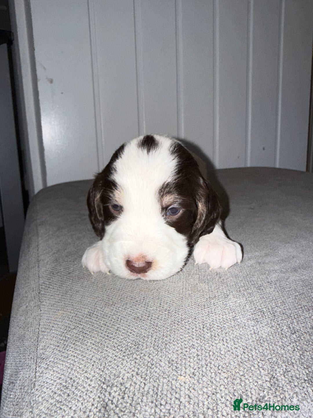 Sprocker dogs for sale: Sprocker puppies - Image 14