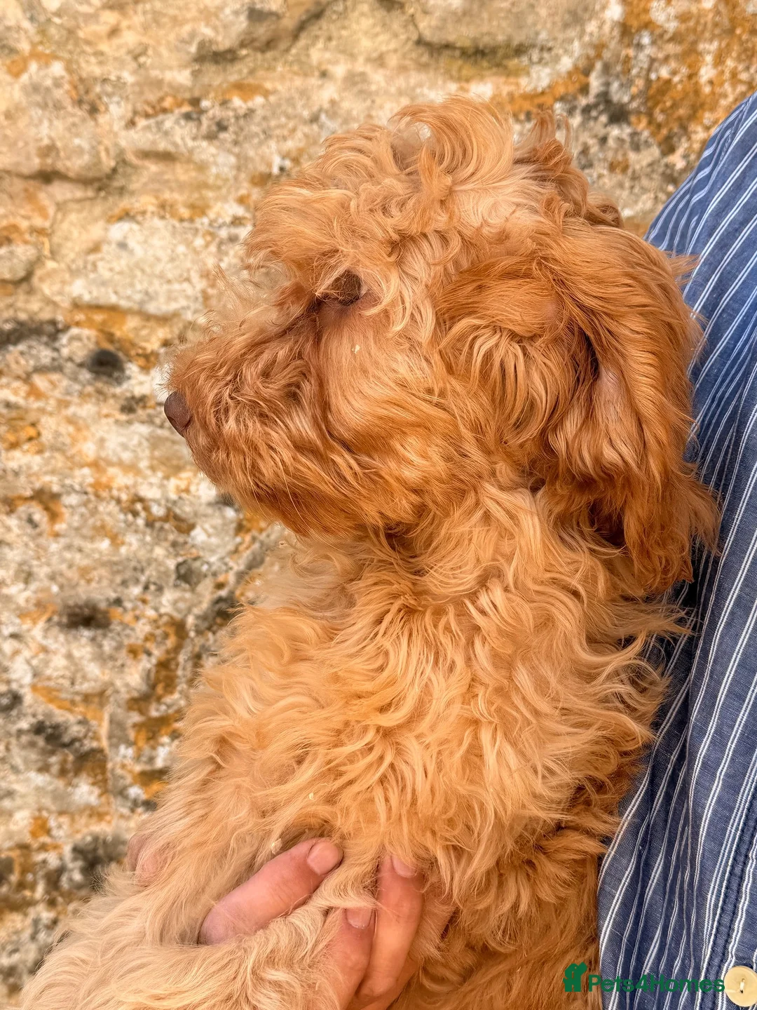Cockapoo dogs for sale: Stunning Standard Cockapoos  - Advert 2