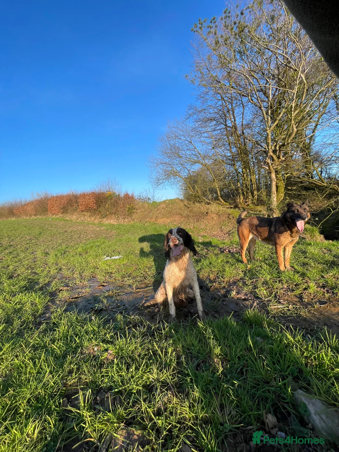 Springador dogs for sale: Springerdor - Advert 2