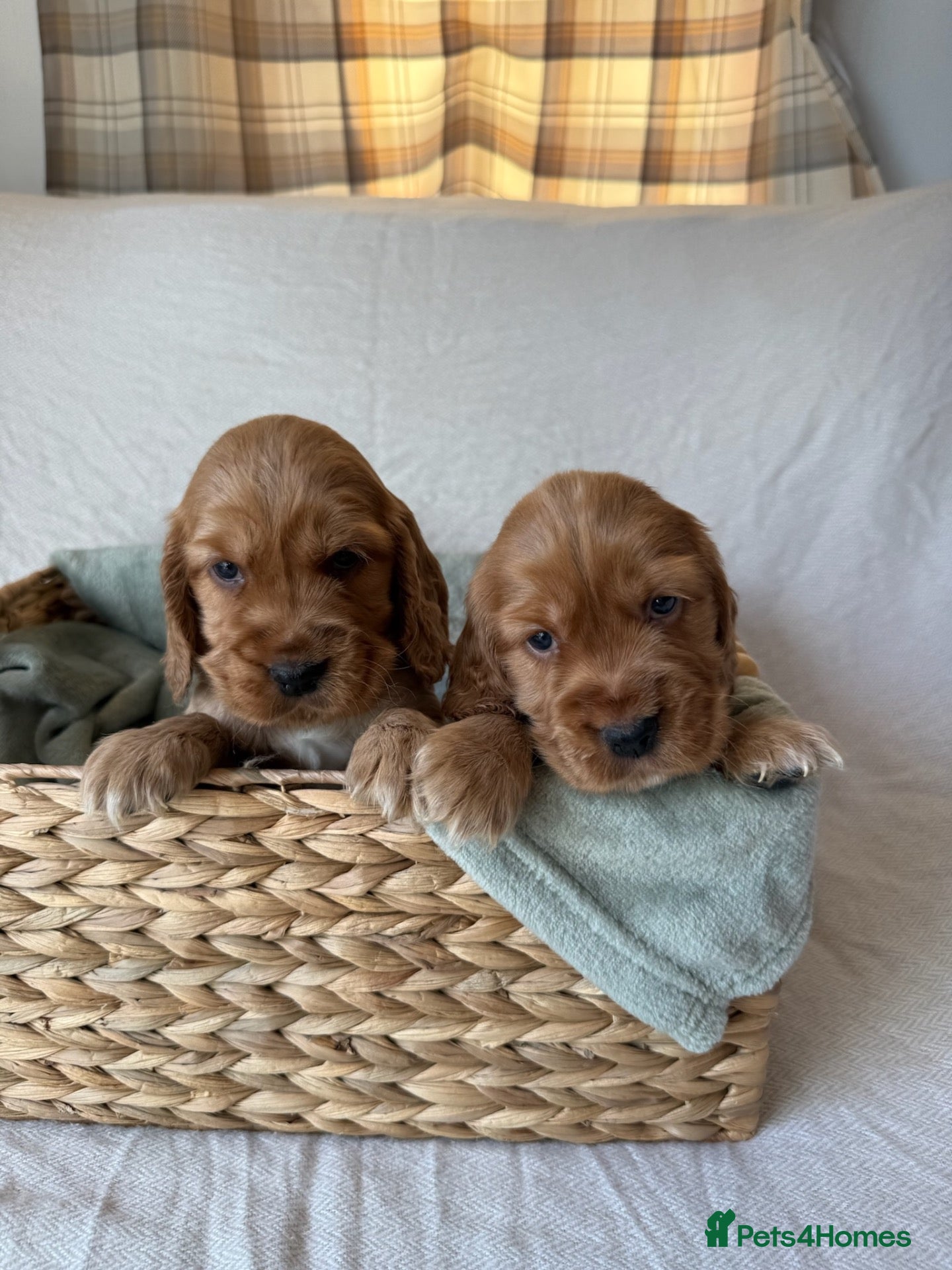 Mixed Breed dogs RARE MINIGOLDEN RETRIEVERS/DAKOTA SPORT RETRIEVERS - Advert 1