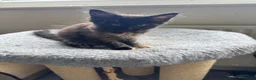 Maine Coon cats for sale: GCCF PEDIGREE MAINECOON KITTENS - Advert 21