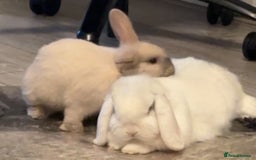 Mini Lop rabbits for sale: Bonded pair of rabbits - NEUTERED MALE  - Image 7