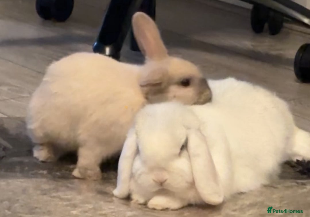 Mini Lop rabbits for sale: Bonded pair of rabbits - NEUTERED MALE  - Image 7