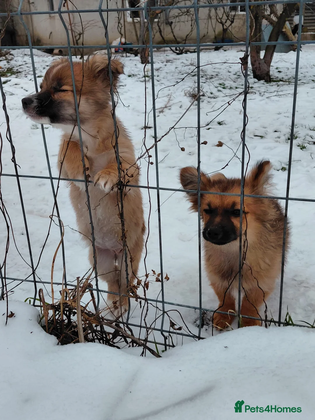 Mixed Breed dogs for adoption: 🐾💛SISSY, The Tiny Survivor with a Huge Heart💛🐾 - Advert 2