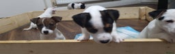 Jack Russell dogs for sale: Jack Russel puppies  - Advert 9