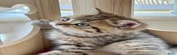 British Shorthair cats for sale: 🏆😍 Irresistible Golden Chinchilla’s Mini BSH🏆😍 - Advert 9