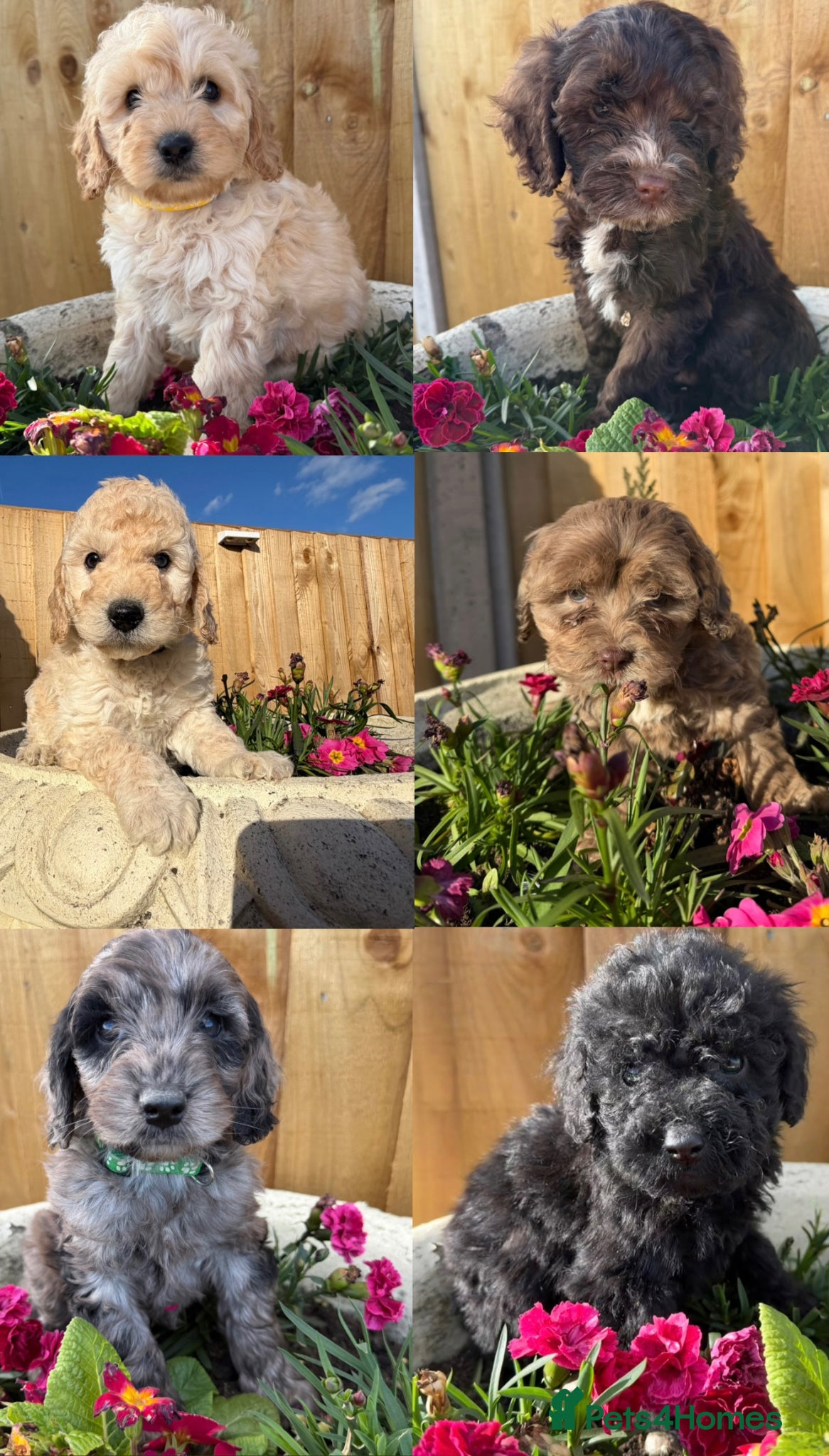 Cockapoo dogs Cockapoo puppies  - Advert 16