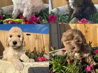 Cockapoo dogs Cockapoo puppies - Advert 16