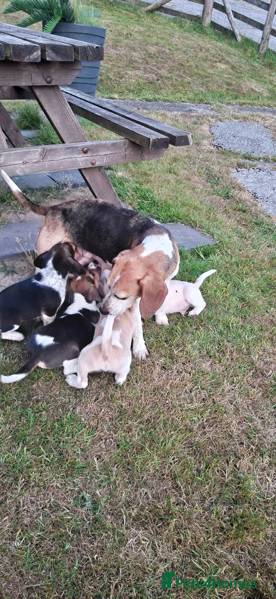 Beagle dogs for sale: 5 Stunning Beagle  puppies  in Brecon - Advert 2