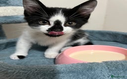 Mixed Breed cats for sale: Last little boy kitten - Image 1