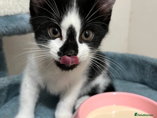 Mixed Breed cats for sale - Advert 1