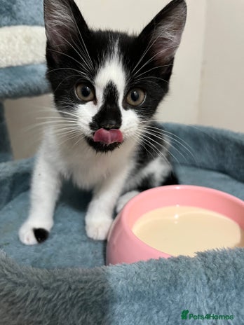 Mixed Breed cats - Advert 14