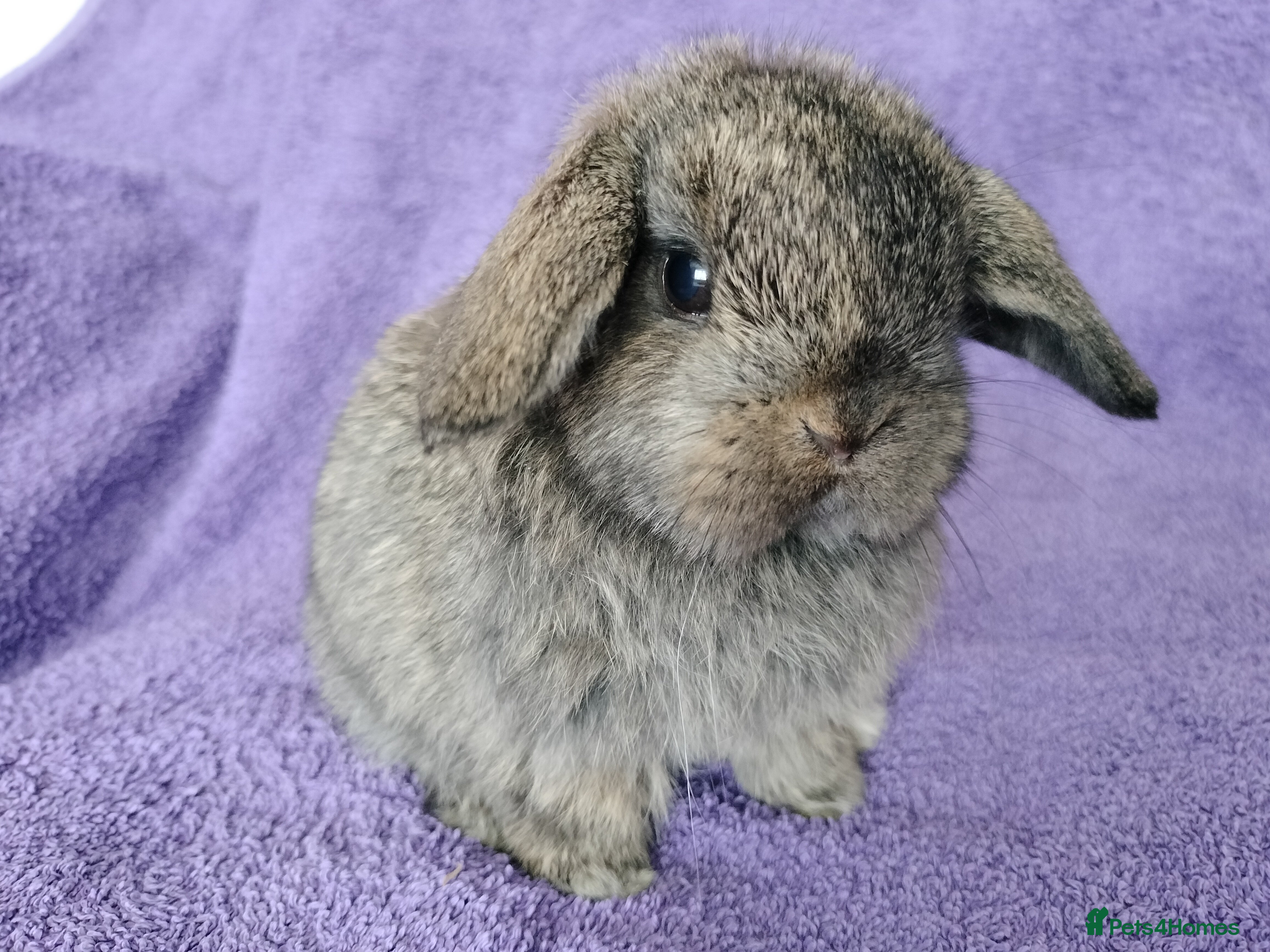 Mini Lop rabbits Baby mini lops for sale  - Advert 1