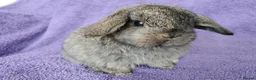 Mini Lop rabbits for sale: Baby mini lops for sale  - Advert 1