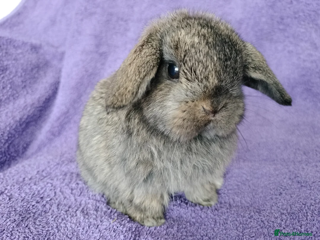 Mini Lop rabbits for sale: Baby mini lops for sale  - Advert 1