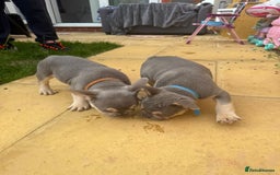 French Bulldog dogs for sale: French Bulldog Puppies - Image 14