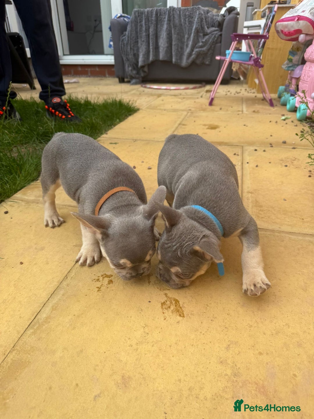 French Bulldog dogs for sale: French Bulldog Puppies - Image 14
