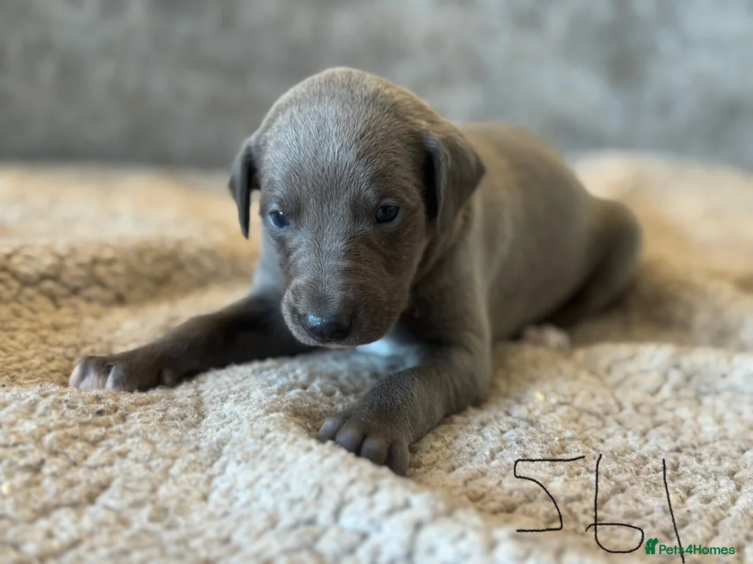 Whippet dogs for sale: KC REGISTERED BLUE SHOW TYPE WHIPPETS - Advert 18