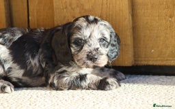 Cockapoo dogs for sale: F1 Cockapoo puppies for sale - Advert 8