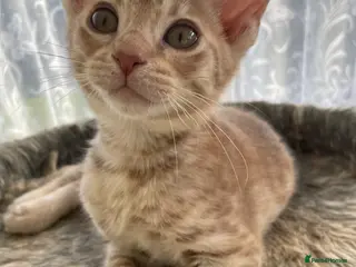 Ocicat cats GCCF Registered Ocicats Kittens - Advert 2