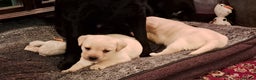 Labrador Retriever dogs for sale: KC Labrador girls - Advert 2