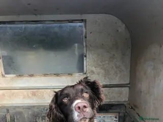 English Springer Spaniel dogs Working dog looking for active / pet home - Advert 10