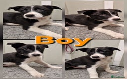 Border Collie dogs for sale: Fabulous Border Collie Pups - Image 8