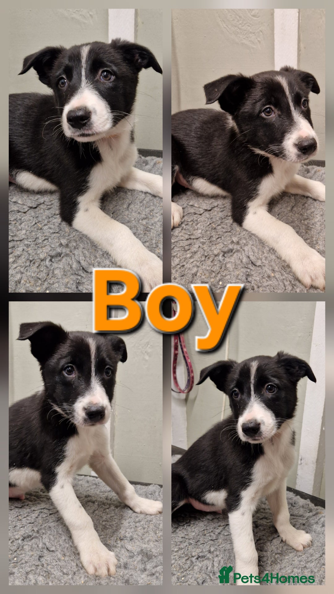 Border Collie dogs for sale: Fabulous Border Collie Pups - Image 8