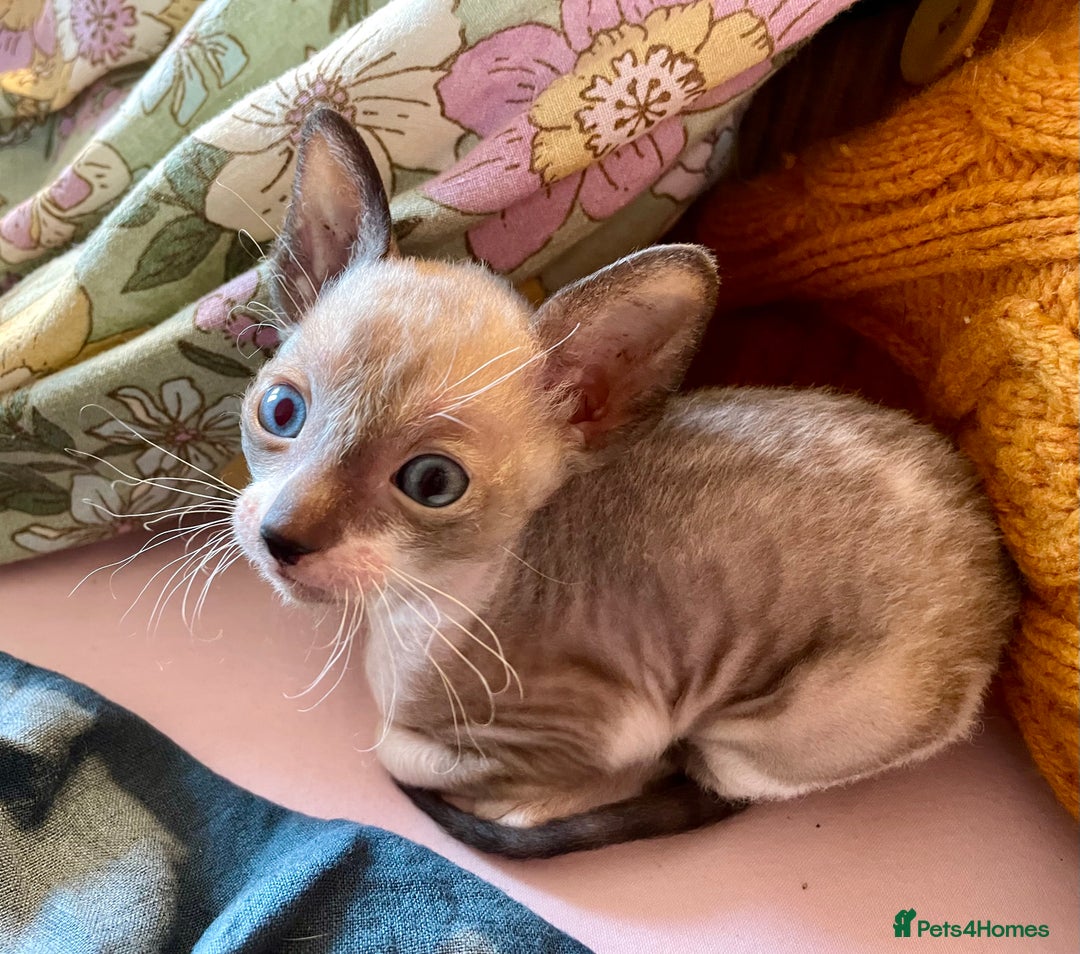 Cornish Rex cats for sale: Cornish Rex boys x2  - Image 7