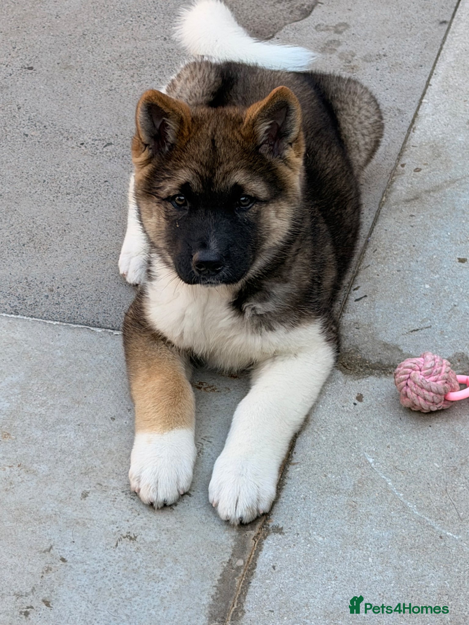 Akita dogs for sale: American Akita  - Advert 16