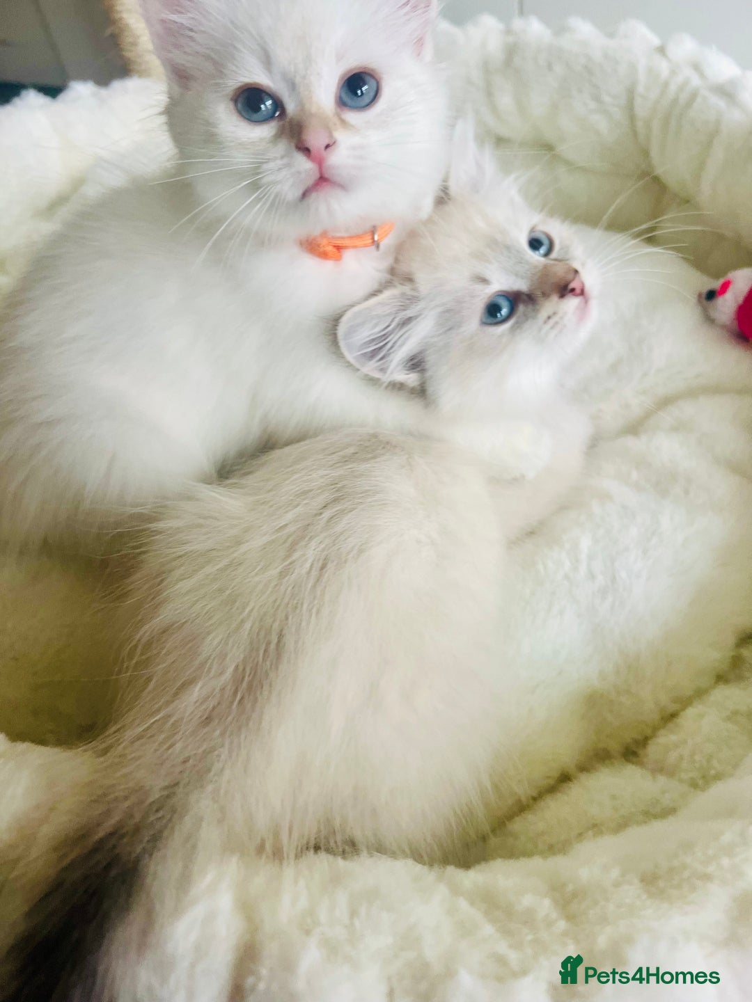 Siberian cats for sale: Hypoallergenic Female Siberian Blue eyes Neva - Advert 18