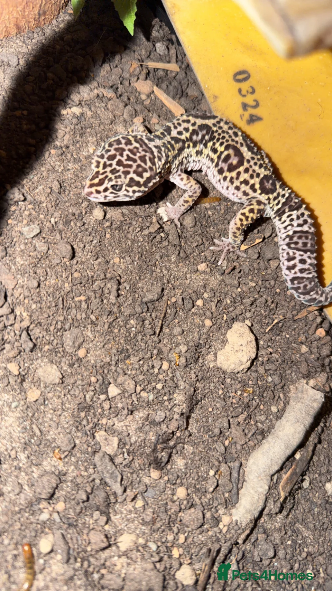 Gecko reptiles for sale: Leopard Gecko  - Advert 7