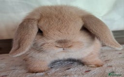 Mini Lop rabbits for sale: Mini lop kits - Image 4