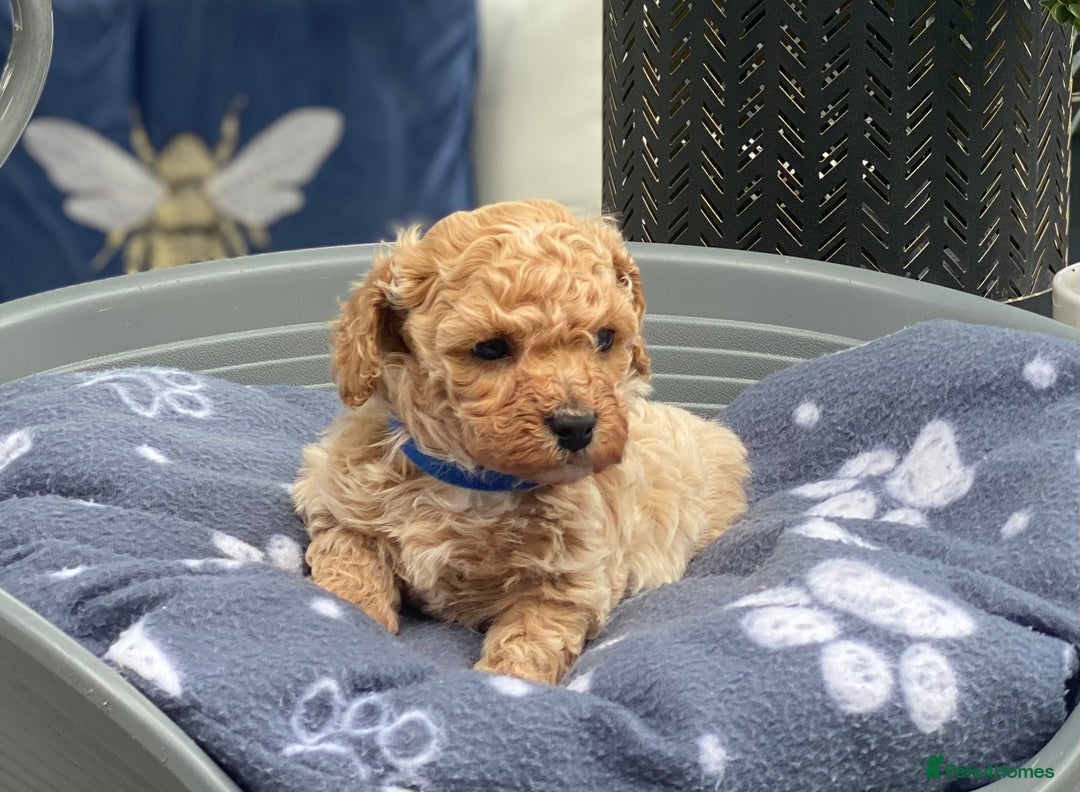 Cavachon dogs for sale: Cute Cavapoochons  - Image 2