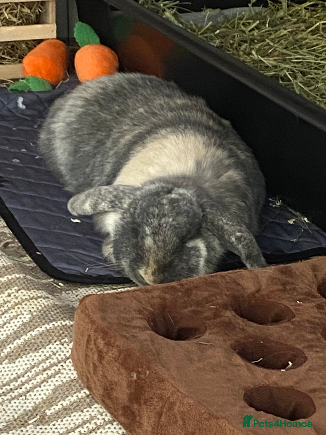 Mini Lop rabbits for sale: Sherlock neutered male (4 y/o) - Advert 4