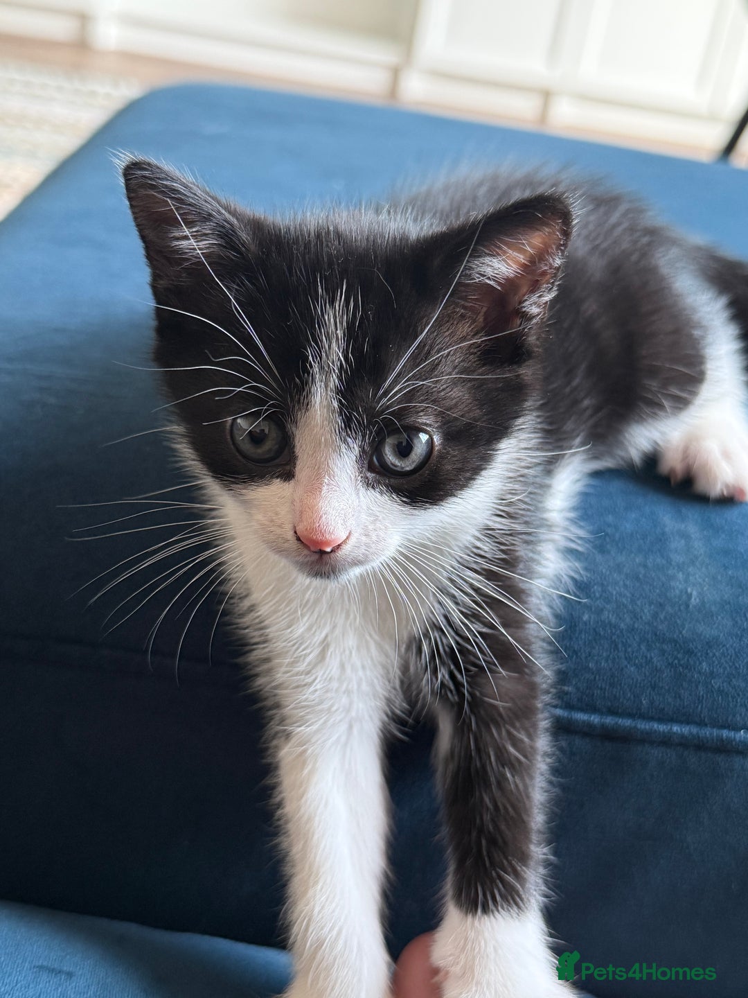 Mixed Breed cats for sale: 3 beautiful kittens looking for forever homes - Image 8