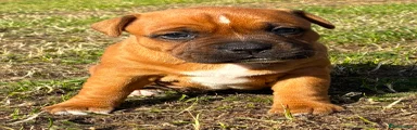 Staffordshire Bull Terrier 5