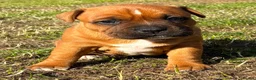 Staffordshire Bull Terrier dogs for sale: Top quality red and white sbt puppies in Liverpool - Advert 8