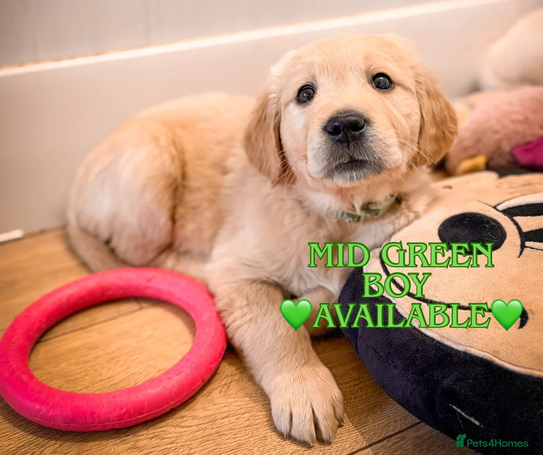 Golden Retriever dogs for sale: KC HEALTH TESTED PUPS *1 boy remaining* - Advert 2