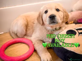 Golden Retriever dogs KC HEALTH TESTED PUPS *1 boy remaining* - Advert 6