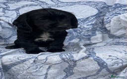 Cocker Spaniel dogs for sale: FULLY VACCINATED working cocker spaniel puppies  in Ashford - Image 8