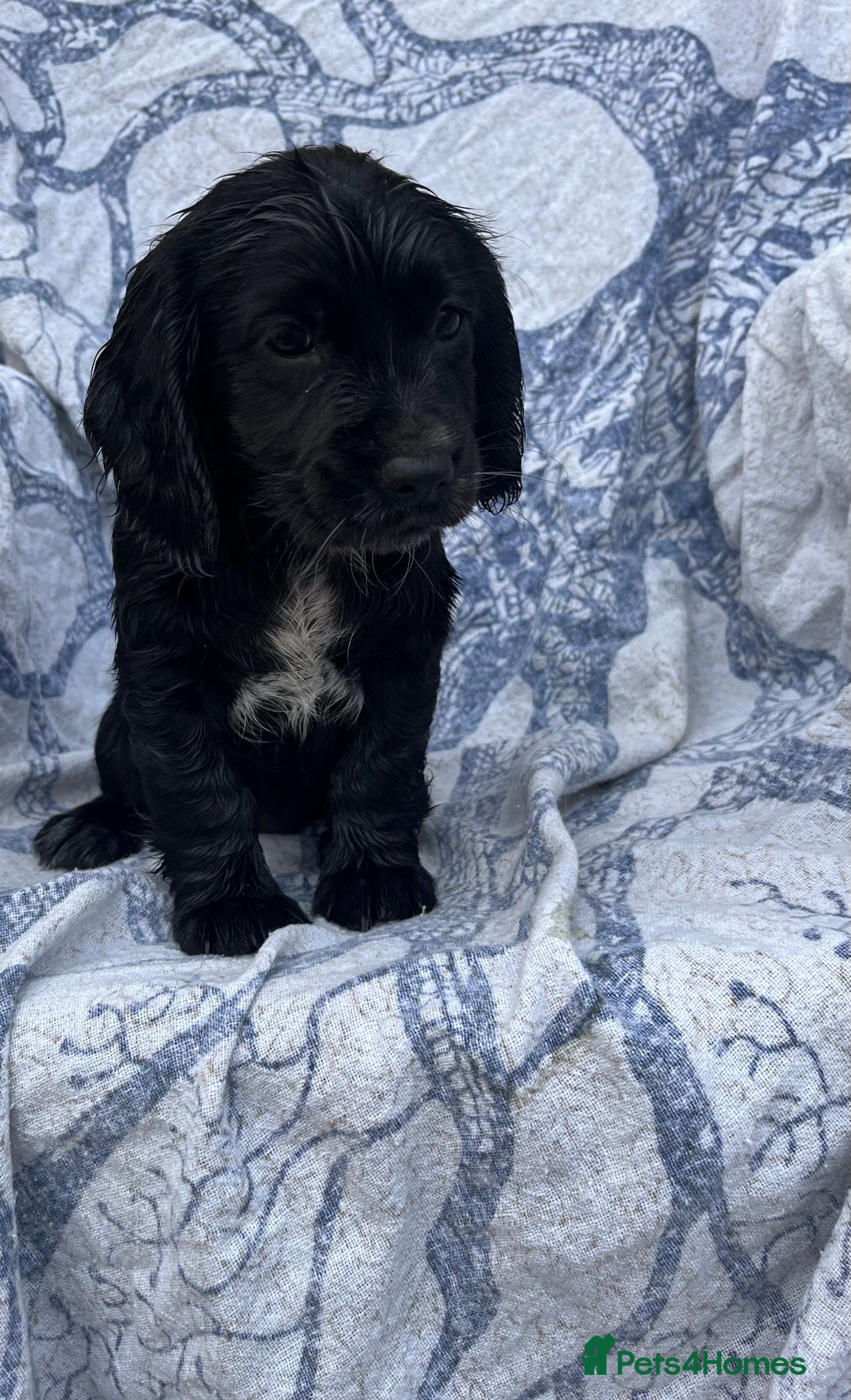 Cocker Spaniel dogs for sale: FULLY VACCINATED working cocker spaniel puppies  in Ashford - Image 8